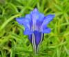 Show product details for Gentiana Blue Heaven